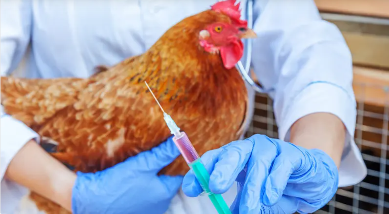 إنفلونزا طيور متحورة تهدد دواجن مصر ..  وإجراءات حكومية حاسمة