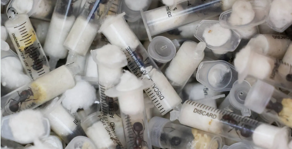 تهريب «ملكات النمل» يوقع مسافراً في قبضة سلطات كينيا