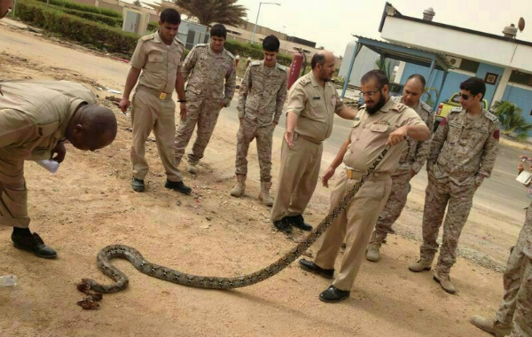 صور: قتل حيّة عملاقة طولها 3 أمتار بقاعدة الملك فيصل البحرية