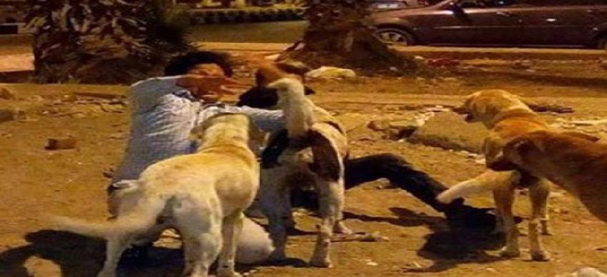 كلاب ضالة تنهش جسد سائح أجنبي في مدينة جرش الأردن اليوم وكالة أنباء سرايا الإخبارية حرية