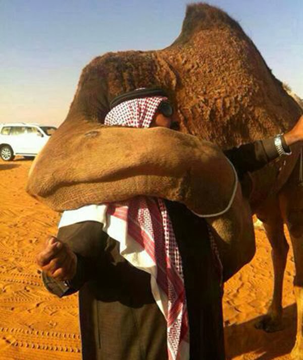 صورة  ..  جمل يتعرف على مربيه السابق ويحتضنه بود بعد 3 شهور من بيعه 