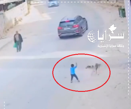 شاهد هجوم كلب شرس على طفل في محافظة المفرق