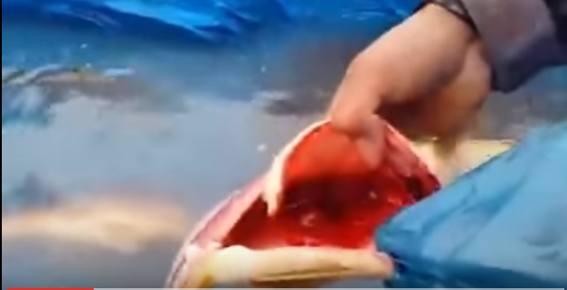 فيديو :  لن تصدق ما ستراه ..  مقطع صدم المشاهدين لأغرب سمكة بالعالم!