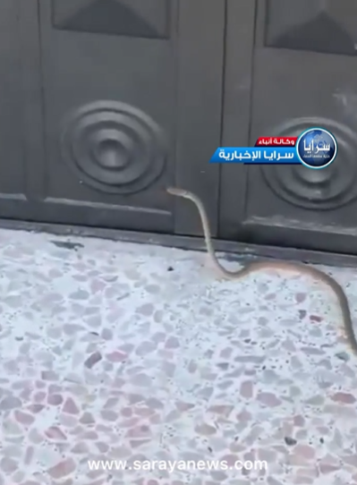 بالفيديو ..  ظهور أفعى في احد المناطق السكنية في منطقة الكوم 