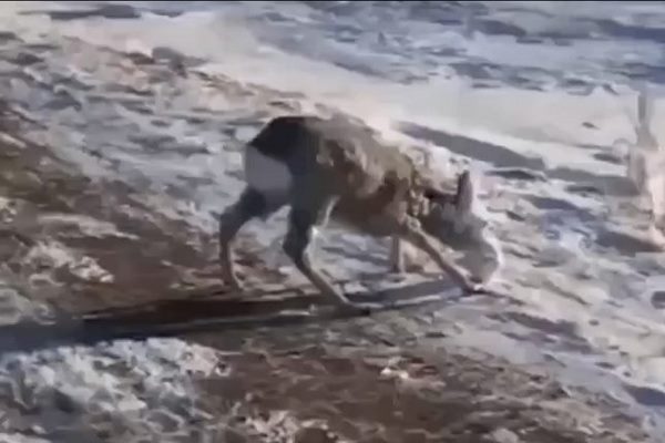 بالفيديو  .. رجل يعثر على غزال رأسه مغطى بكتلة ثلجية كثيفة ..  وهكذا أنقذه من الموت
