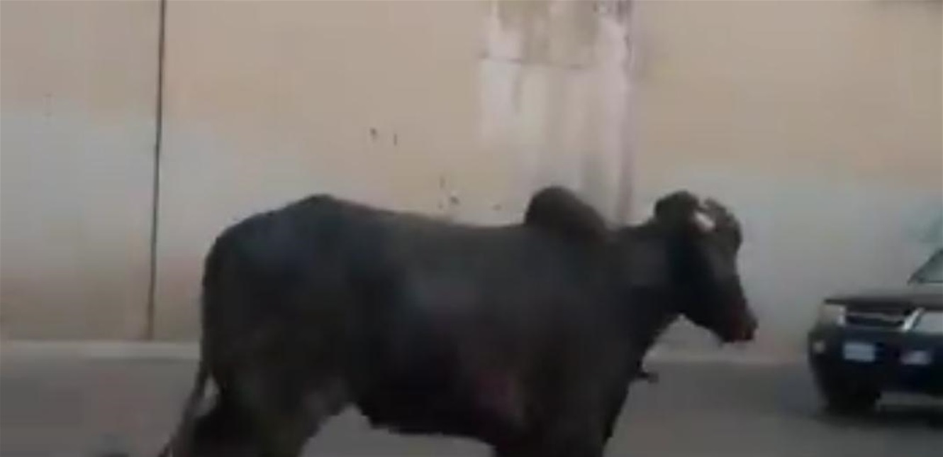 بالفيديو  ..  "عكس السير" ..  ثور "شارد" يثير الرعب للمواطنين 