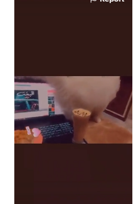 فيديو طريف لقطة مزعجة تحدث مصيبة !!