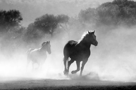 تفسير حلم رؤية حصان وخيل هائج 