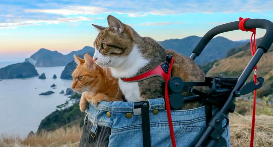 القطط ..  نافذة جديدة لعلاج سرطان الثدي لدى البشر