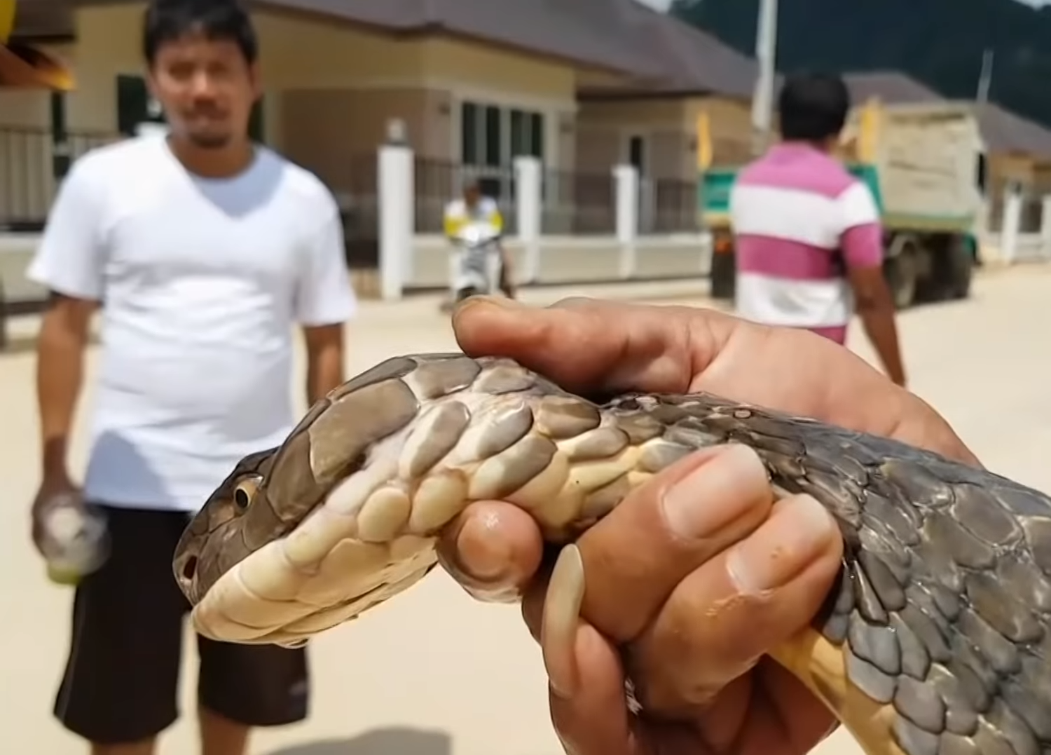 اصطياد كوبرا الملك طولها 4 أمتار ووزنها 15 كيلوغراما  .. فيديو 