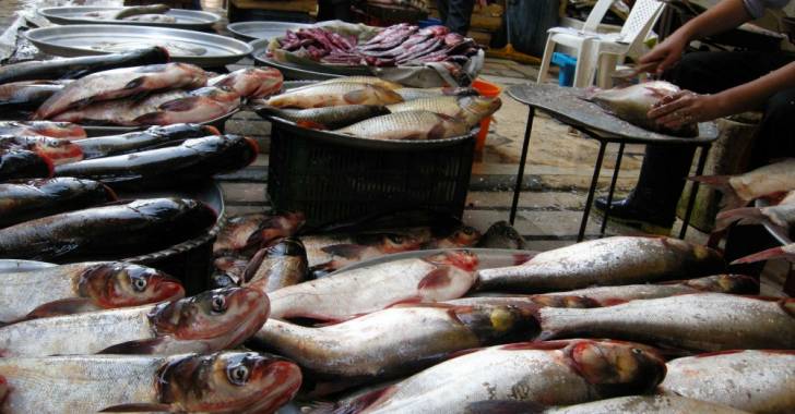 "الغذاء والدواء": جهات تلاحق مروجي الإشاعات حول الأسماك قضائيا ..  تفاصيل 