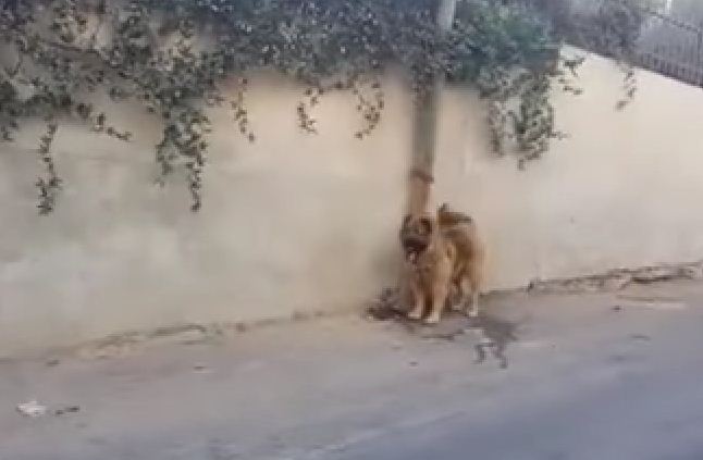 فيديو: كلب شرس يتحول إلى فأر أمام أفعى