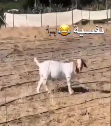 فيديو مضحك ..  الحالة النفسية للماعز ليس على ما يرام 