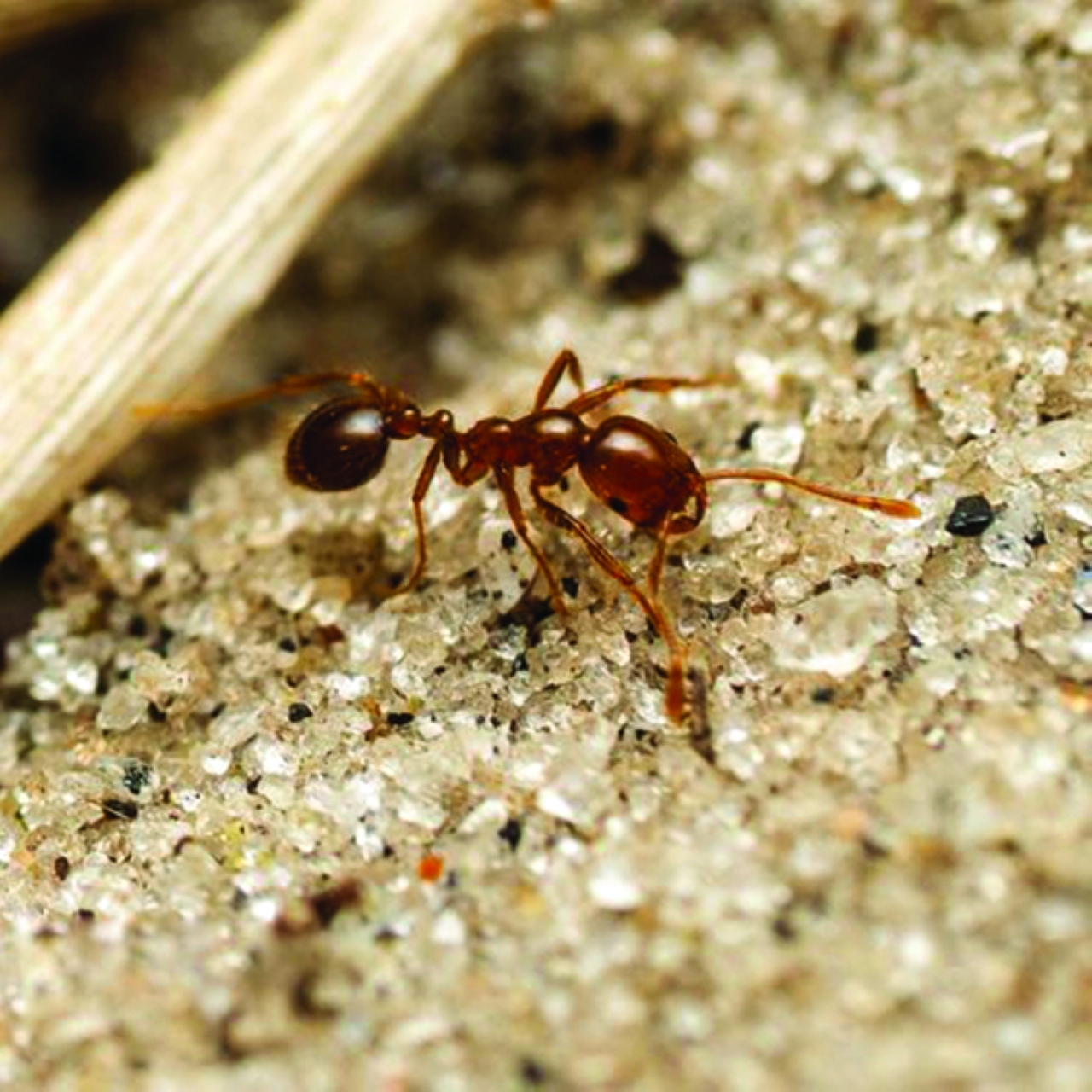 النمل الناري يغزو أوروبا!