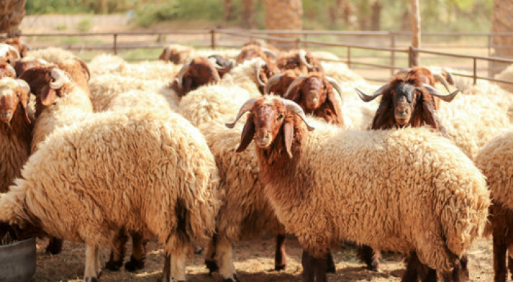 وزير الزراعة: نسعى لاستيراد المواشي من جنوب إفريقيا مع قرب عيد الاضحى