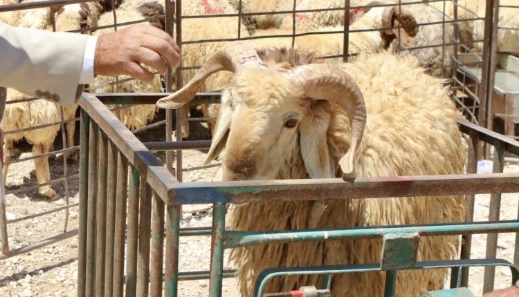 32 ألف رأس ماشية روماني في طريقها إلى الأردن عبر الأراضي السورية