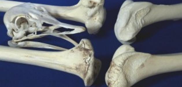 اكلات تساعد على بناء الغضاريف