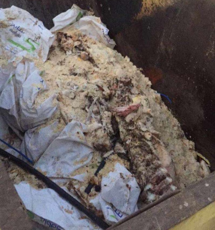 عمال مطعم شهير في "وادي الدواسر" يرمون 30 ذبيحة بحاوية نظافة