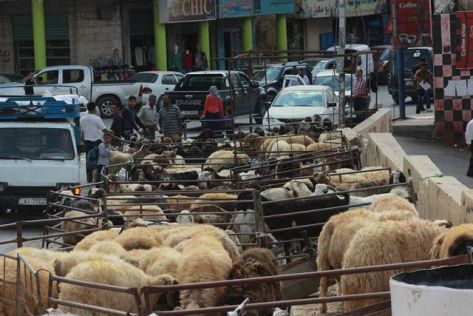 افتقاد التنظيم في انتشار اماكن بيع و ذبح  الأضاحي  يعيق السير
