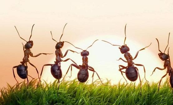 هم وحزن ..  تفسيرات ابن سيرين لرؤيا النمل في المنام