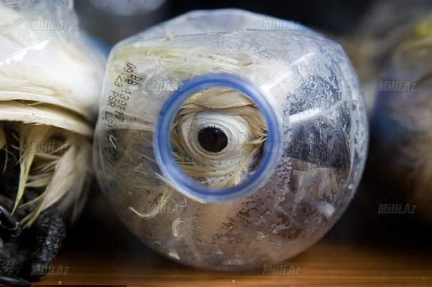 صور: تهريب طيور مهددة بالانقراض فى زجاجات بلاستيكية بإندونيسيا خوفا من الجمارك
