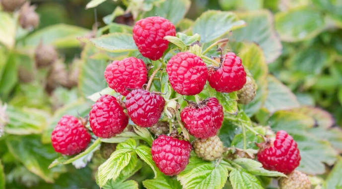 ثمار تحمي الجسم من الالتهابات المزمنة