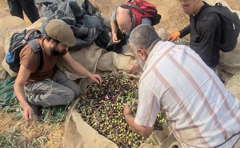 مستعمرون يهاجمون قاطفي الزيتون في ترمسعيا شمال رام الله