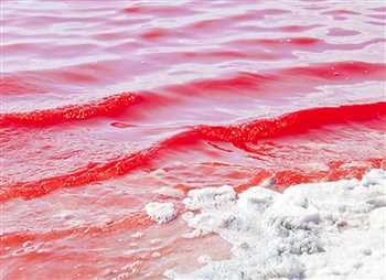 ما سر البرك الوردية في البحر الميت؟