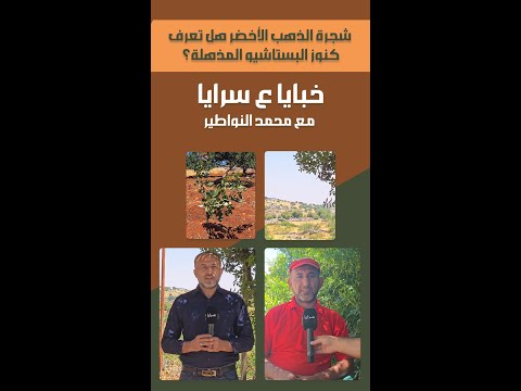 ":شجرة الذهب الأخضر " هل تعرف كنوز البستاشيو المذهلة؟