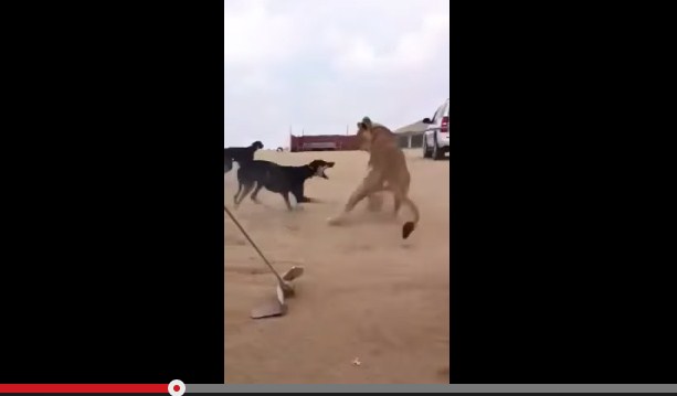 بالفيديو  ..  أسد يهاجم كلبين بشراسة 