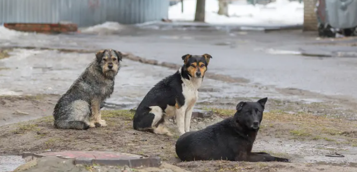 5 بلديات تبحث إنشاء مركز إيواء للكلاب الضالة