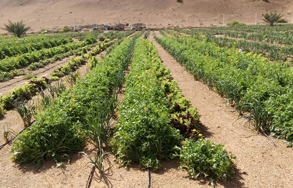 صدور تعليمات نظام الجودة الوطني للمنتجات الزراعية