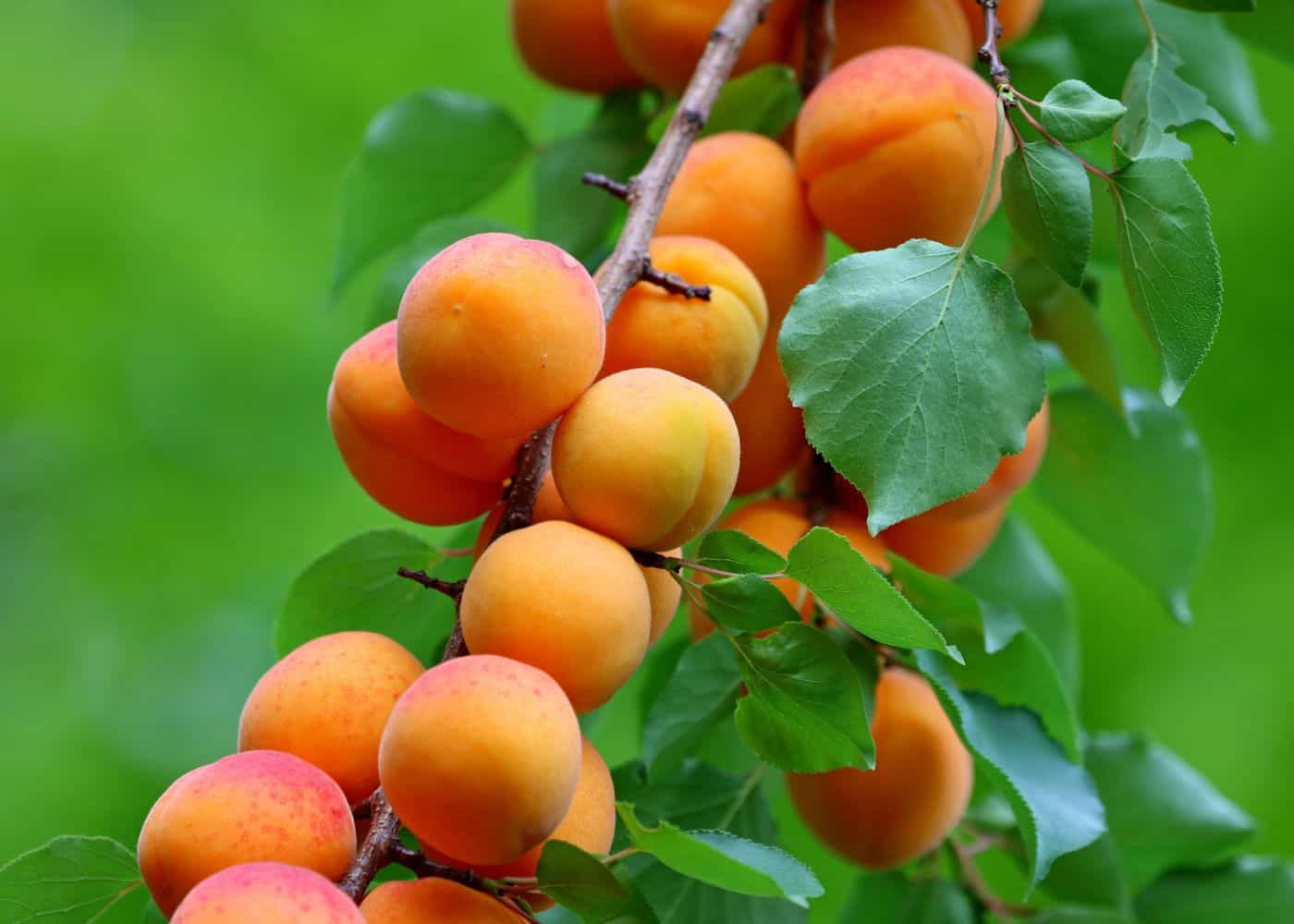 ماذا يحدث للجسم عند تناول المشمش؟