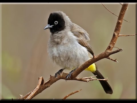 تفسير حلم رؤية البلبل في المنام