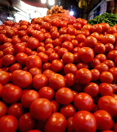 55 قرشا السعر الأعلى لكيلو البندورة في السوق المركزي اليوم