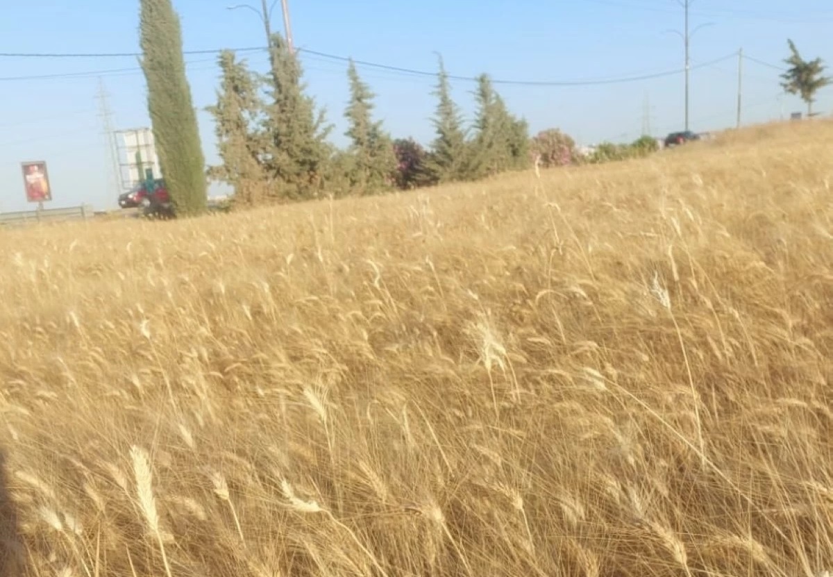 لحمايتها من الحرائق  ..  مدير زراعة إربد يدعو مزارعي القمح للمباشرة بالحصاد فوراً 