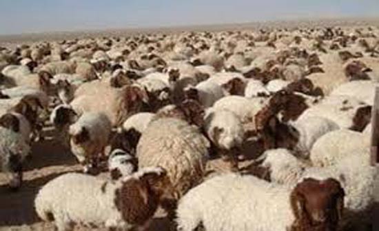 روسيا تحظر استيراد الأغنام من الأردن
