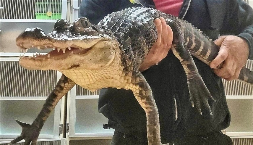 العثور على تمساح حي أثناء تفتيش منزل في أستراليا