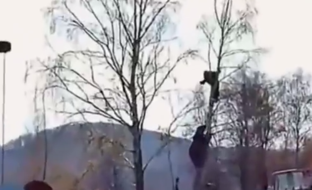 بالفيديو .. دب يتسلق شجرة وراء شخص