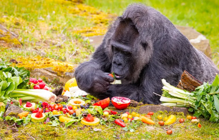بسلة فواكه وخضار ..  الغوريلا "فاتو" الأكبر سنا في العالم تحتفل بعيد ميلادها الـ66