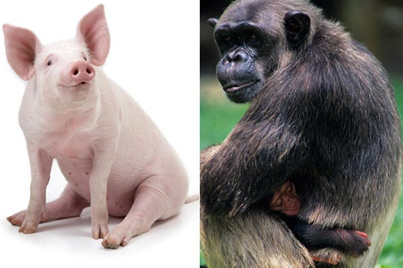 باحث أمريكي : البشر نسل هجين من ذكر خنزير وأنثى شمبانزي