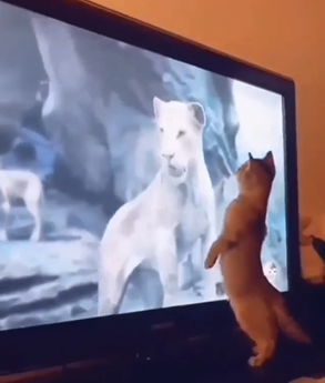 بالفيديو  ..  ردة فعل لا تصدق لـ "قط" عندما شاهد أسد على التلفزيون 