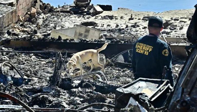 الخيول والكلاب المدرّبة تشارك بالبحث عن ضحايا لوس أنجلوس