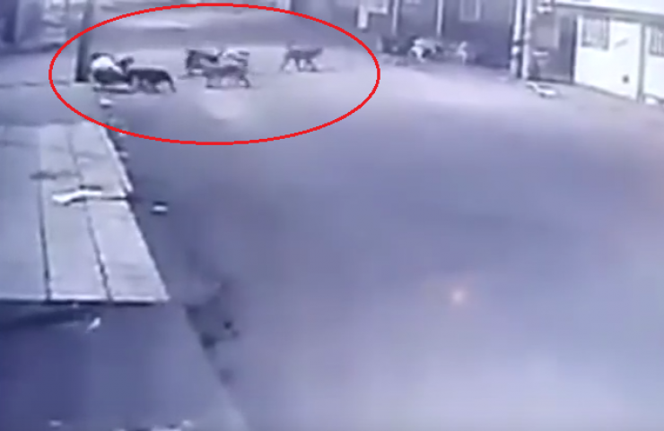 فيديو: كلاب ضالة تحاصر امرأة وتنهش لحمها!