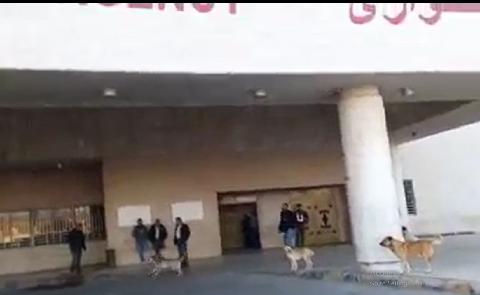 كلاب ضالة تحتل مدخل الطوارئ في مستشفى الزرقاء وتطارد المرضى الأردن اليوم وكالة أنباء سرايا