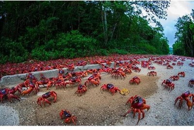 بالصور والفيديو .. 120 مليون سلطعون تغلق شوارع جزيرة الكريسماس
