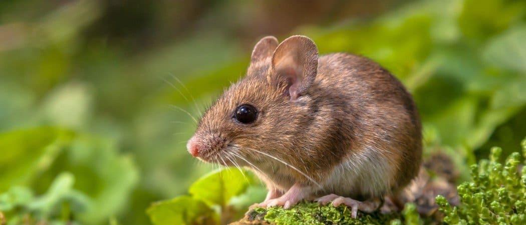 وظيفة براتب 170 ألف دولار للتخلص من الجرذان!