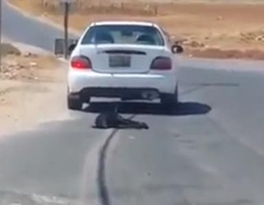 بالفيديو ..  سائق يسحل كلبا في عمّان 