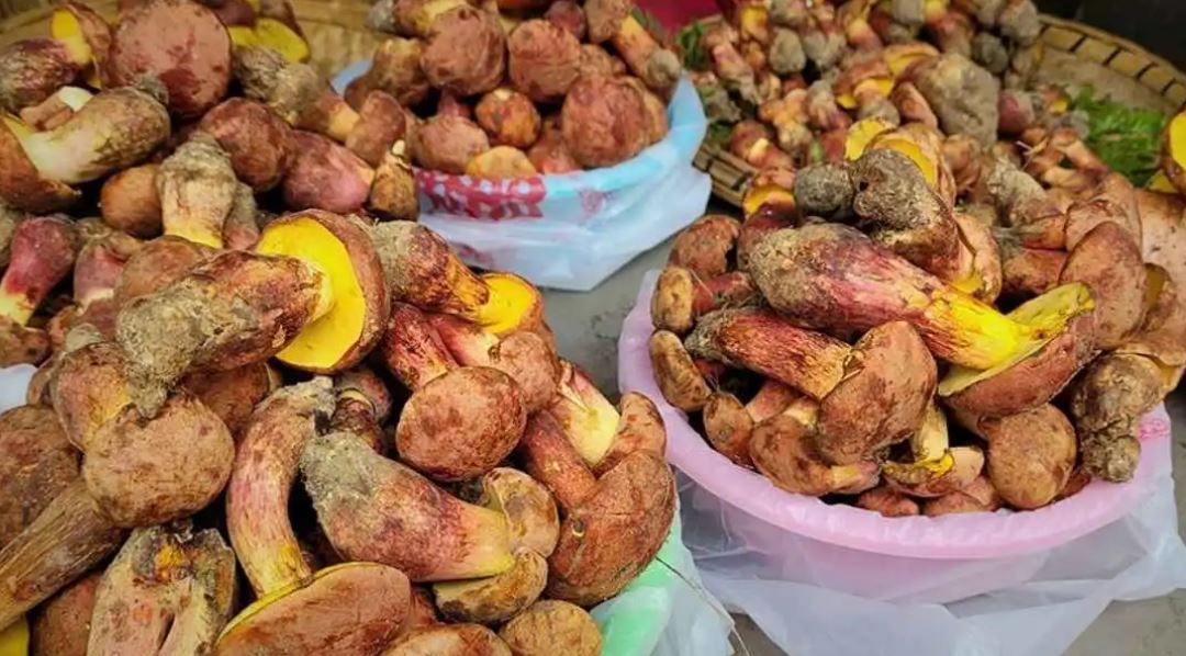 "أقزام" تظهر أمام المرضى ..  نبات غامض يسبب هلوسات في الصين  