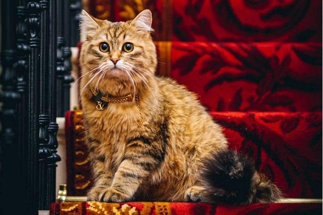 تعرفو على أفخم قط في العالم